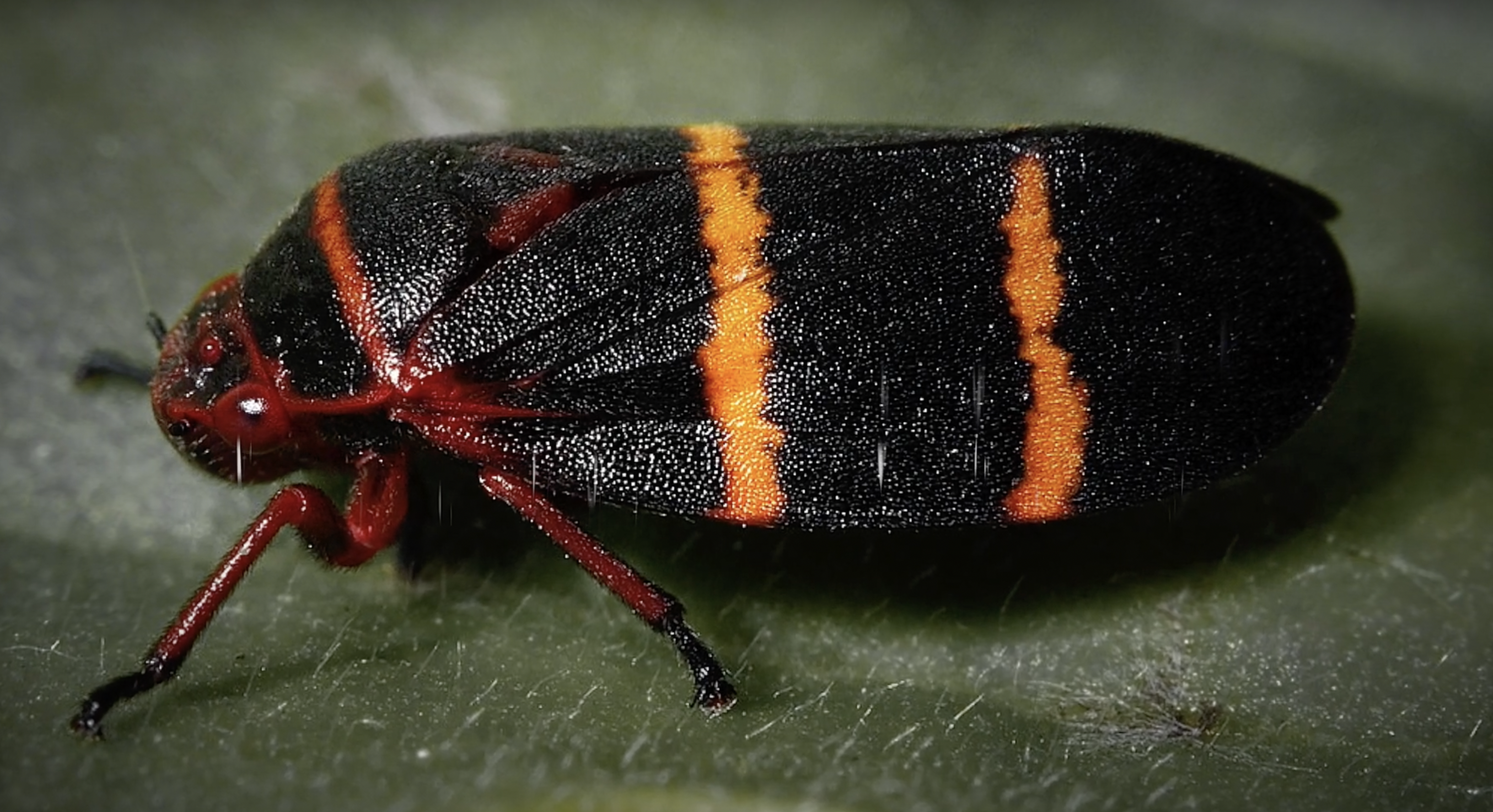 Hawaiʻi Island fight against invasive two-lined spittlebug heads
